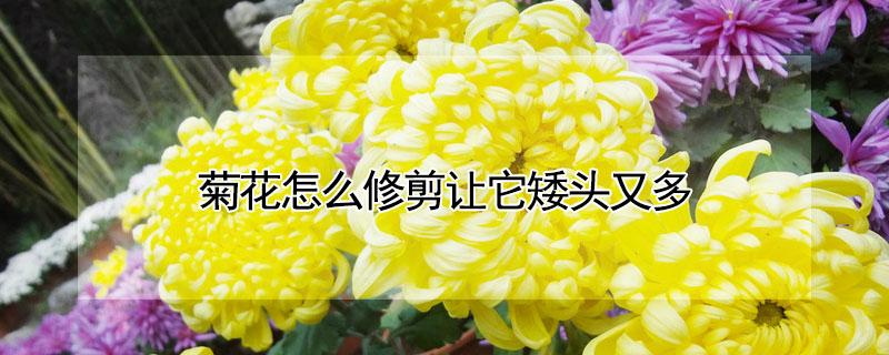 菊花怎么修剪让它矮头又多 菊花如何修剪才爆盆