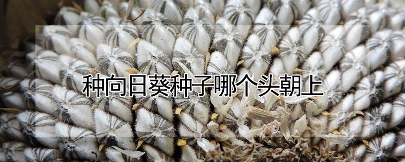 种向日葵种子哪个头朝上 向日葵种子怎么种?尖朝上还是朝下?