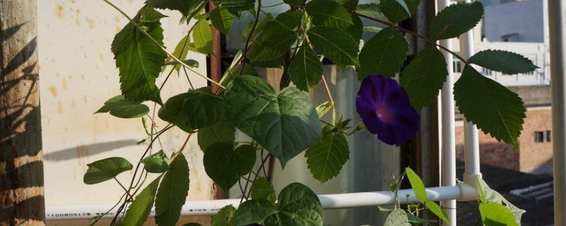 牵牛花可以盆栽在家养吗（牵牛花可以种在花盆里吗）