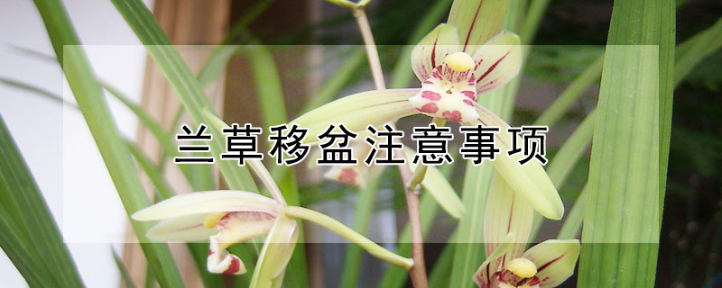 兰草移盆注意事项 兰草移盆注意事项和禁忌
