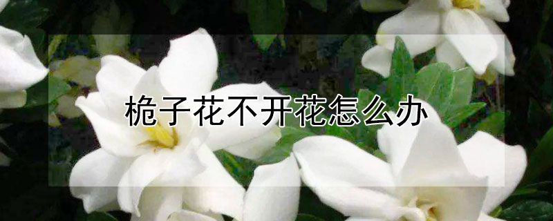 桅子花不开花怎么办 桅子花不发新芽怎么办
