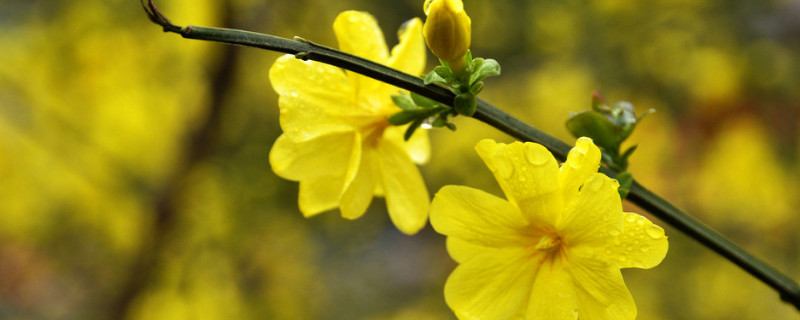 迎春花四季常绿吗 迎春花四季常绿吗图片