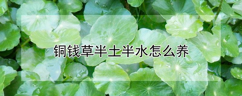 铜钱草半土半水怎么养 铜钱草半土半水怎么养爆盆