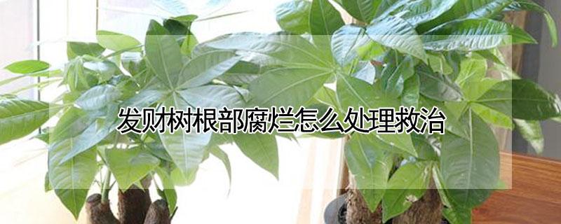发财树根部腐烂怎么处理救治 发财树根部腐烂怎么处理救治发财树只剩树干能栽活吗