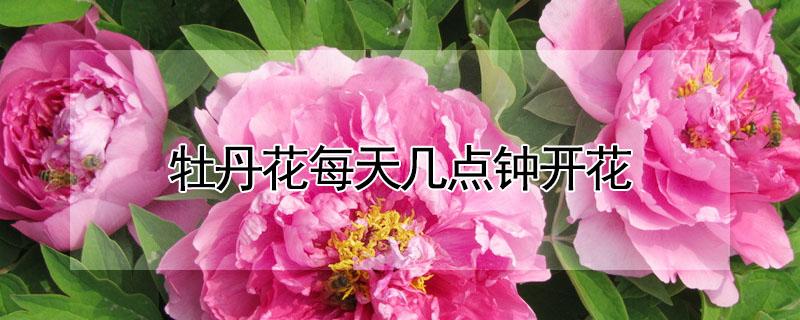 牡丹花每天几点钟开花（牡丹花每天几点钟开花,几点闭合）