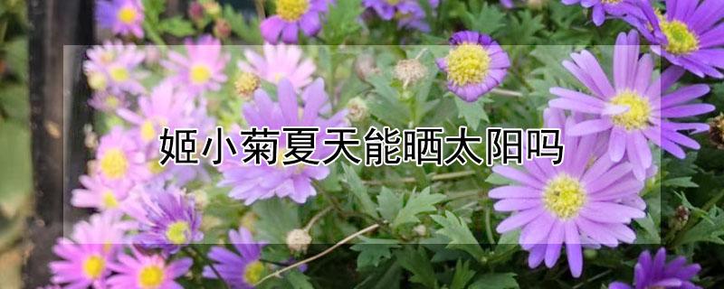 姬小菊夏天能晒太阳吗（姬小菊可以露天过冬吗）
