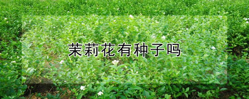 茉莉花有种子吗 茉莉花有种子吗?可以种吗?