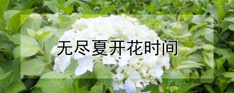 无尽夏开花时间 无尽夏开花后什么时候修剪