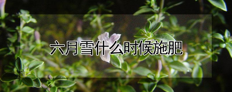 六月雪什么时候施肥（六月雪用什么肥料能使它开花）