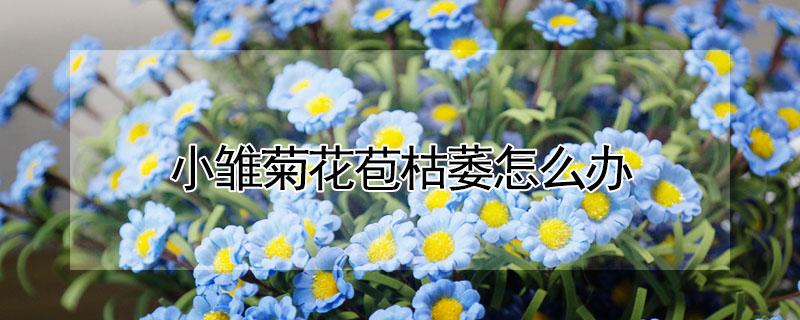 小雏菊花苞枯萎怎么办 小雏菊花苞枯萎怎么办呢