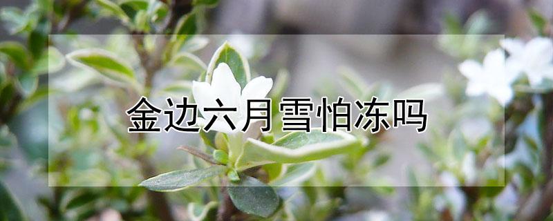 金边六月雪怕冻吗（金边六月雪能晒太阳吗）