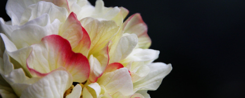 芙蓉花为什么长的细高 芙蓉花长得高是为什么