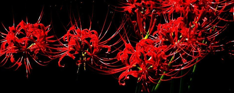 怎样促进彼岸花开花（怎样促进彼岸花开花的方法）