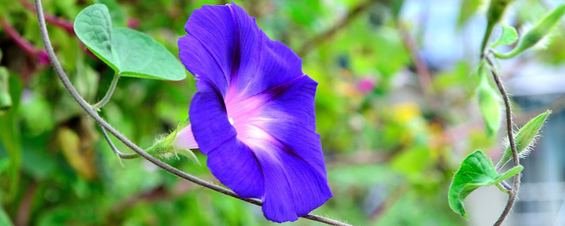 牵牛花盆栽怎么养（牵牛花盆栽怎么养活）