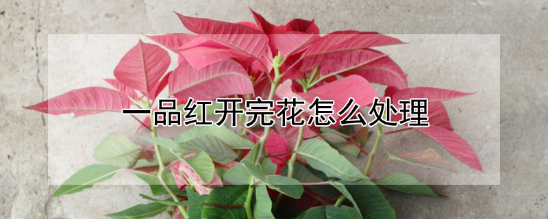 一品红开完花怎么处理 一品红开花后怎么处理