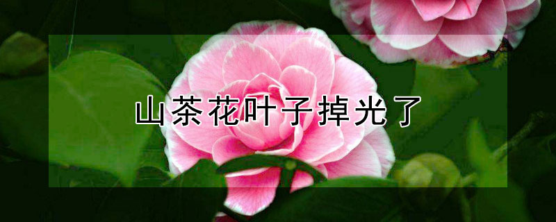 山茶花叶子掉光了 山茶花叶子掉光了咋样补救