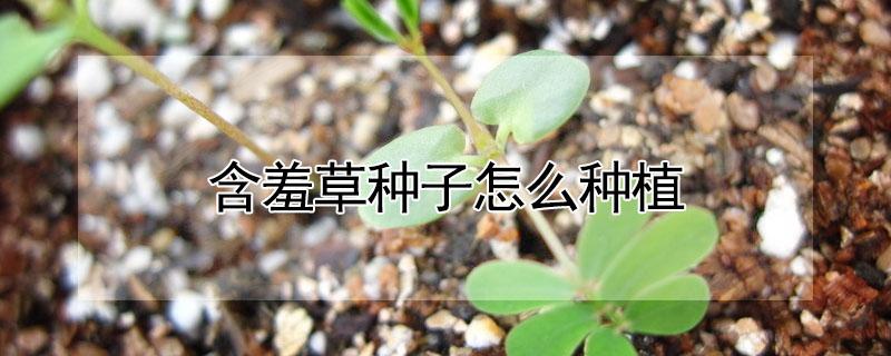 含羞草种子怎么种植（含羞草种子怎么种植视频）