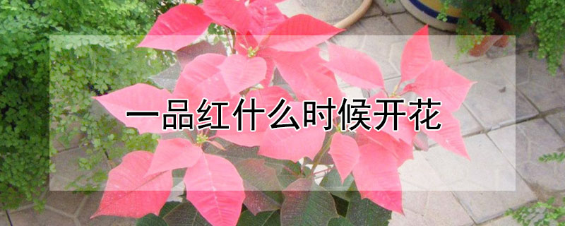 一品红什么时候开花 一品红什么时候开花? 一天之内
