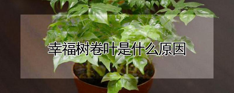 幸福树卷叶是什么原因 幸福树的叶子卷曲是什么原因