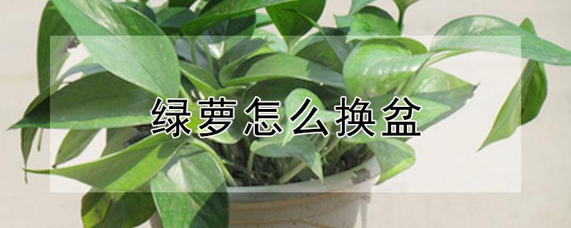 绿萝怎么换盆（绿萝怎么换盆土）