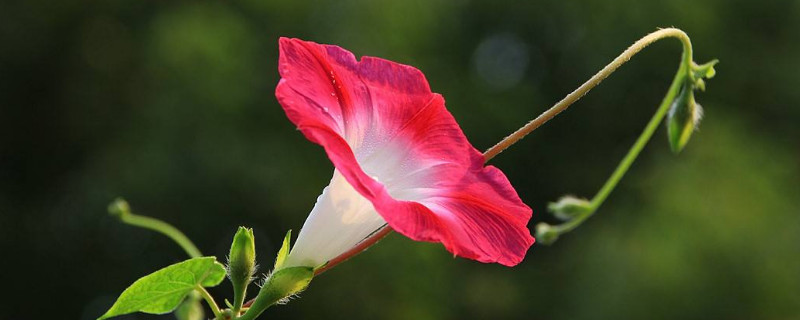 牵牛花为什么中午不能浇水 牵牛花中午为什么会凋谢