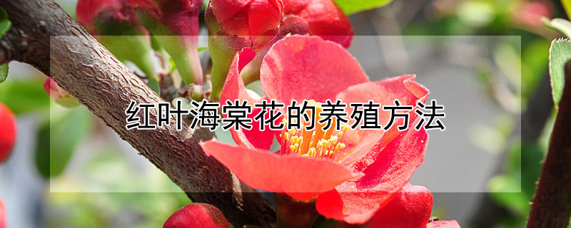 红叶海棠花的养殖方法（红叶海棠怎么养）