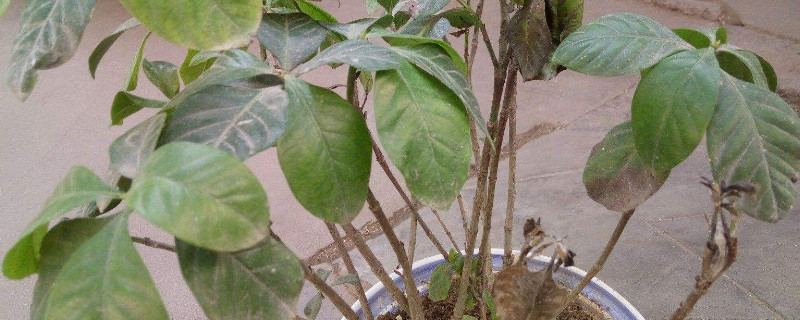 枙子花叶子枯干怎么救（枙子花叶子干枯掉光了怎么办）