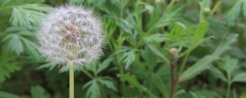 蒲公英一年四季能种吗 蒲公英一年四季能种吗