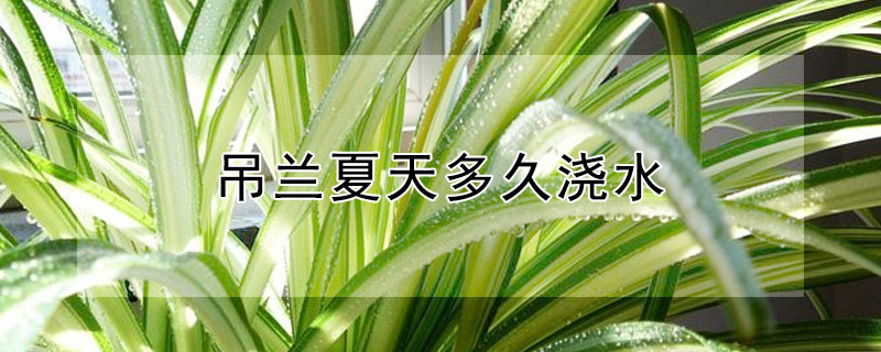 吊兰夏天多久浇水（吊兰夏天多久浇水合适）