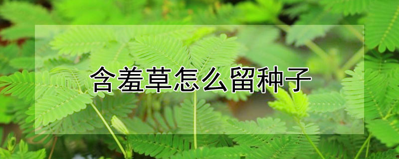 含羞草怎么留种子 含羞草怎么长种子