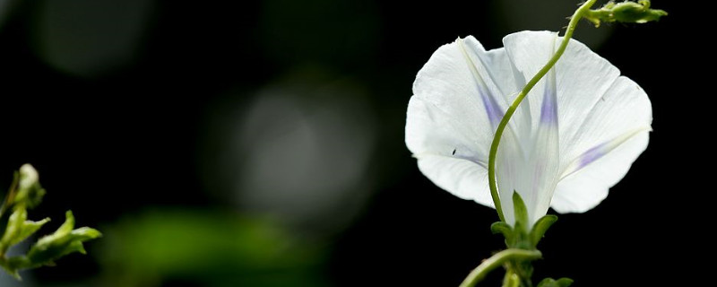 牵牛花冬天在室外根能冻死吗（牵牛花冬天在室外根能冻死吗为什么）