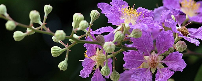 紫薇花什么时候开 紫薇花什么时候开始发芽