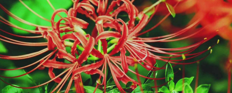 彼岸花怎么种（彼岸花怎么种才不倒霉）