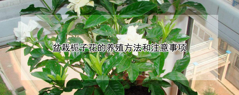 盆栽栀子花的养殖方法和注意事项 盆栽栀子花的养殖方法和注意事项图片