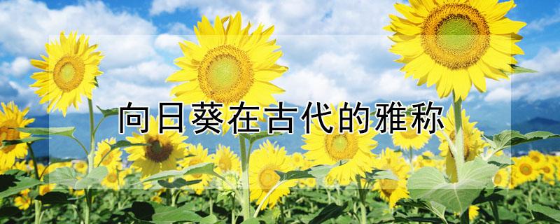 向日葵在古代的雅称 向日葵在古代的雅称单字