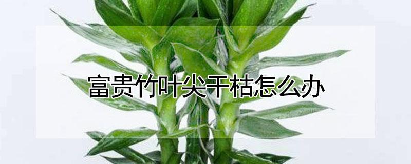 富贵竹叶尖干枯怎么办（富贵竹叶尖干枯怎么办视频）