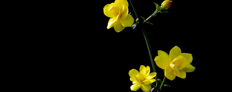 迎春花移栽即将干枯怎么救治（迎春花开花后移栽能成活吗?）