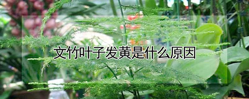 文竹叶子发黄是什么原因（冬天文竹叶子发黄是什么原因）