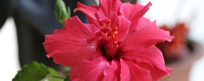 芙蓉花骨朵很多怎么施肥（芙蓉花骨朵很多怎么施肥视频）