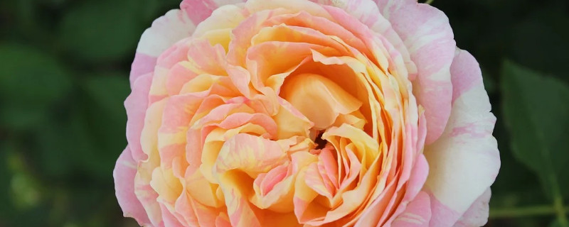 月季掉花蕾什么原因 月季掉花蕾什么原因造成的