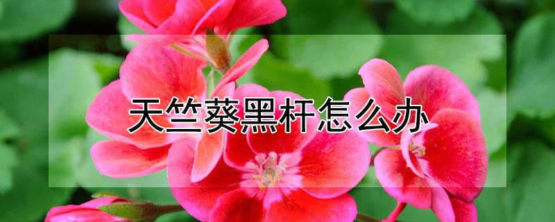 天竺葵黑杆怎么办 天竺葵黑杆怎么回事?