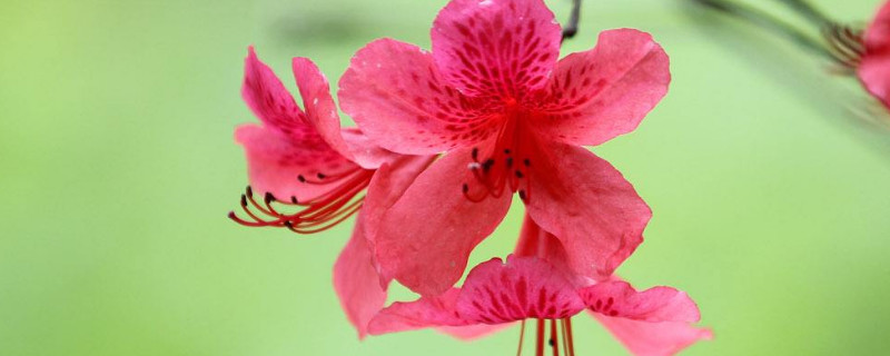杜鹃花花朵掉了怎么回事 杜鹃花花掉了还会长吗