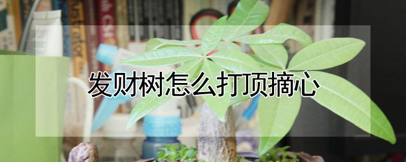 发财树怎么打顶摘心 发财树打顶摘心测牙在哪冒出来图片大全