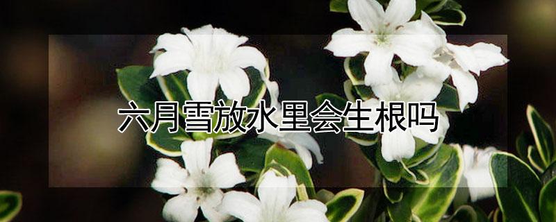 六月雪放水里会生根吗（六月雪可以放在水里养吗）