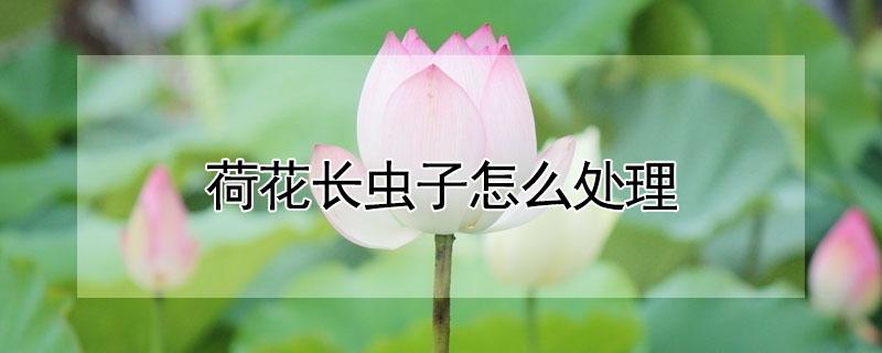 荷花长虫子怎么处理（荷花长虫子怎么处理视频）