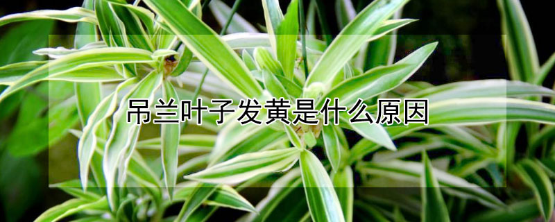 吊兰叶子发黄是什么原因（金边吊兰叶子发黄是什么原因）