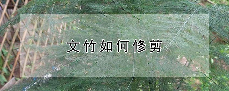 文竹如何修剪 文竹如何修剪才有层次