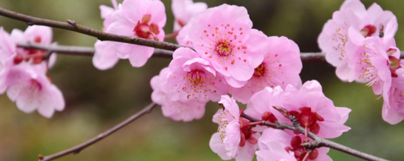 梅花老桩怎样上盆 梅花老桩怎么栽