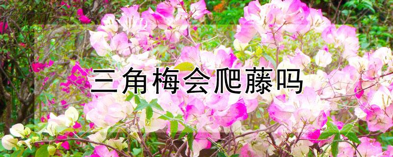三角梅会爬藤吗 三角梅会爬墙吗?