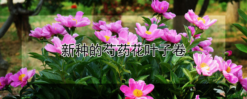 新种的芍药花叶子卷（芍药花叶子卷曲）